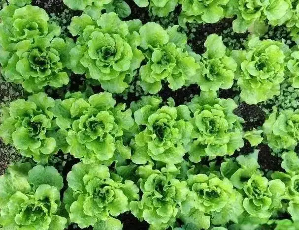 原創煮茶葉蛋時，不要直接煮，多加這一步，茶葉蛋更入味！