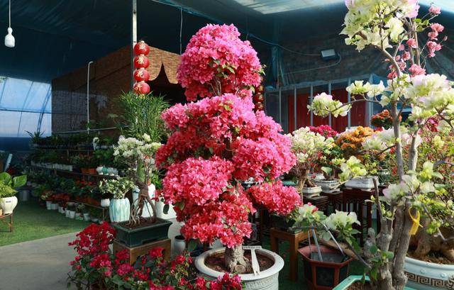 賀蘭縣：奼紫嫣紅煥生機 花卉市場備貨忙