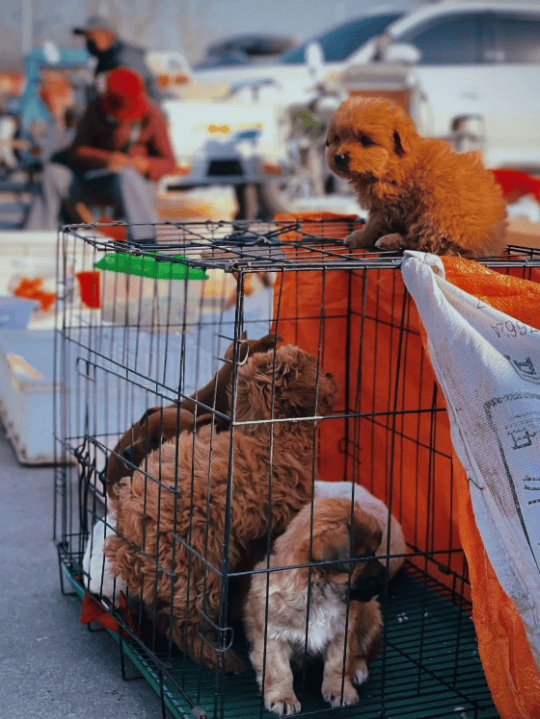 收藏！東營趕集時間地點彙總來了！