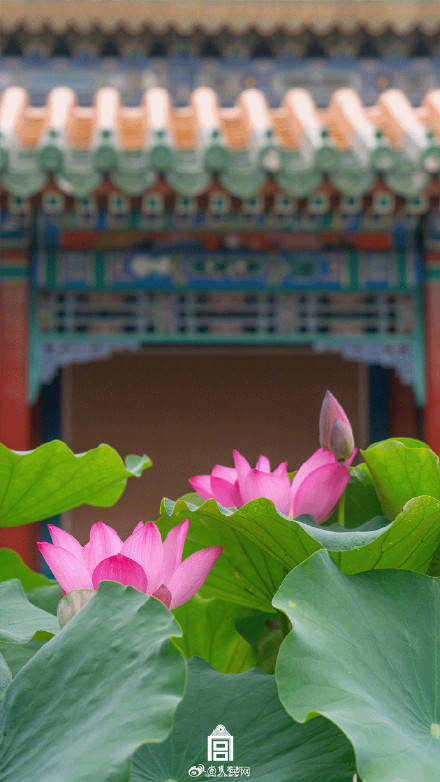 轉發收藏！故宮收藏了一整年的詩意