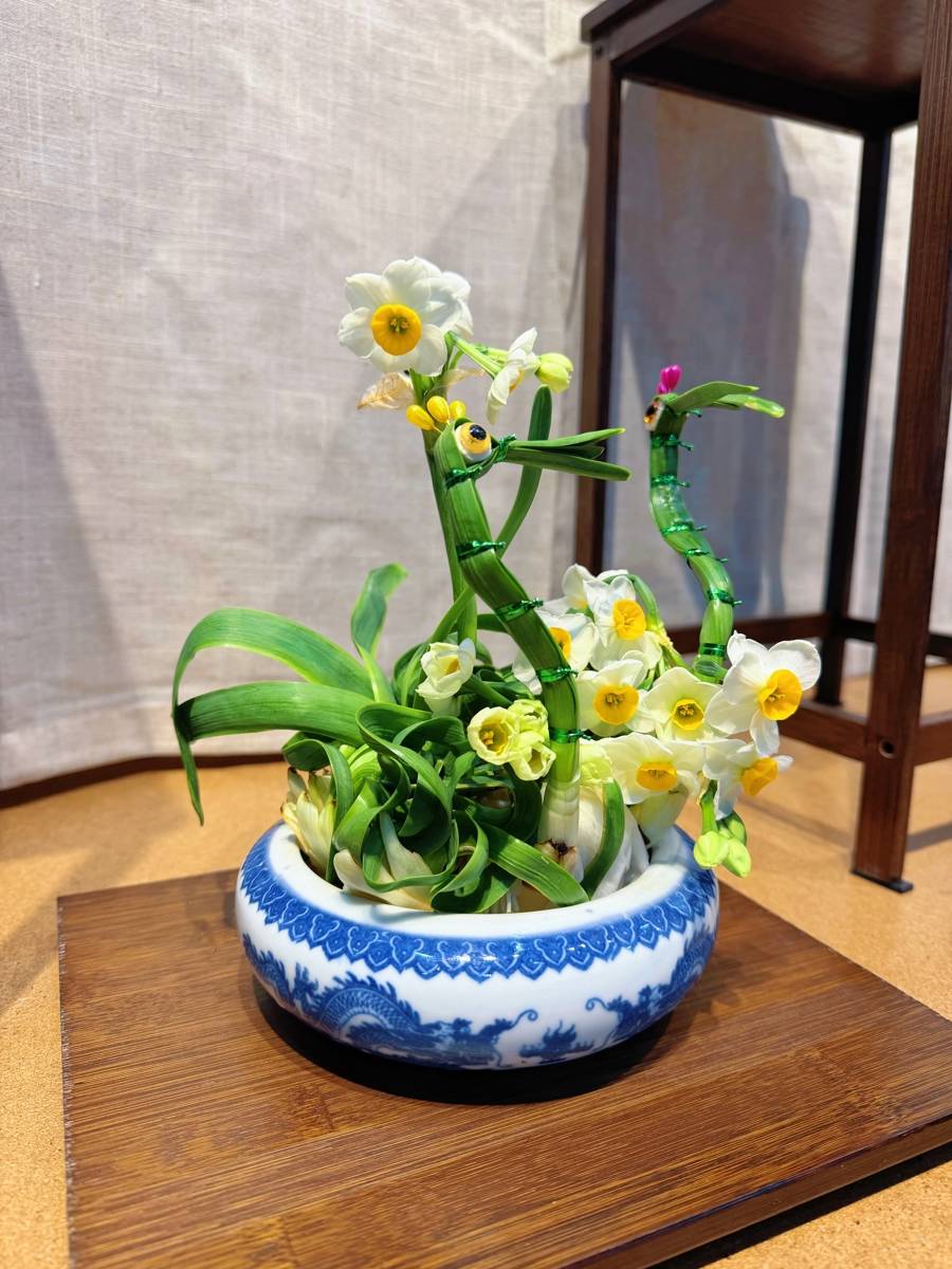 上海共青森林公園新春水仙展開幕，市民水仙雕刻大賽同步啟動