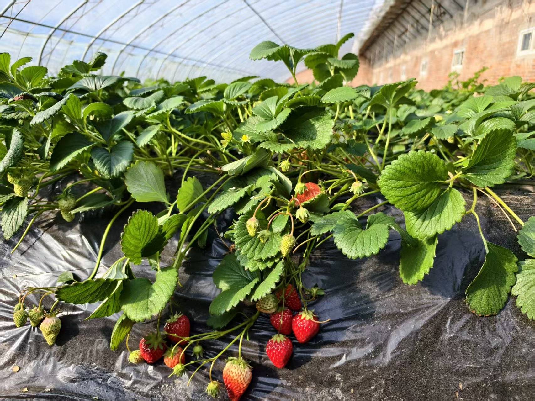 一顆草莓的“科技蛻變記”