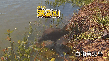 藏不住了！用科技解鎖大灣區中央溼地萌態圖鑑