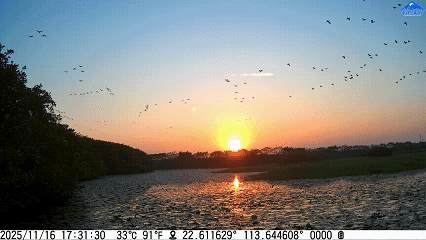 藏不住了！用科技解鎖大灣區中央溼地萌態圖鑑