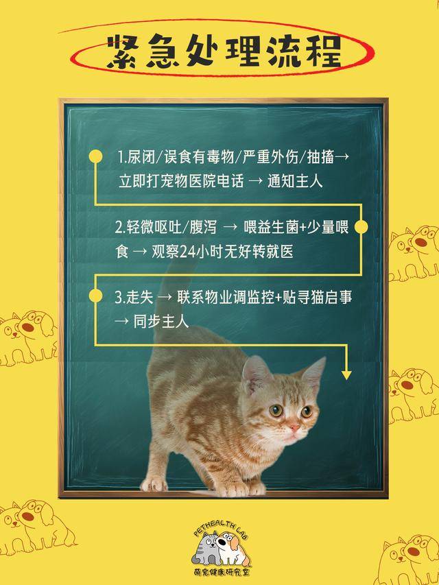 鏟屎官收藏！春節貓咪留守應急清單，對照準備