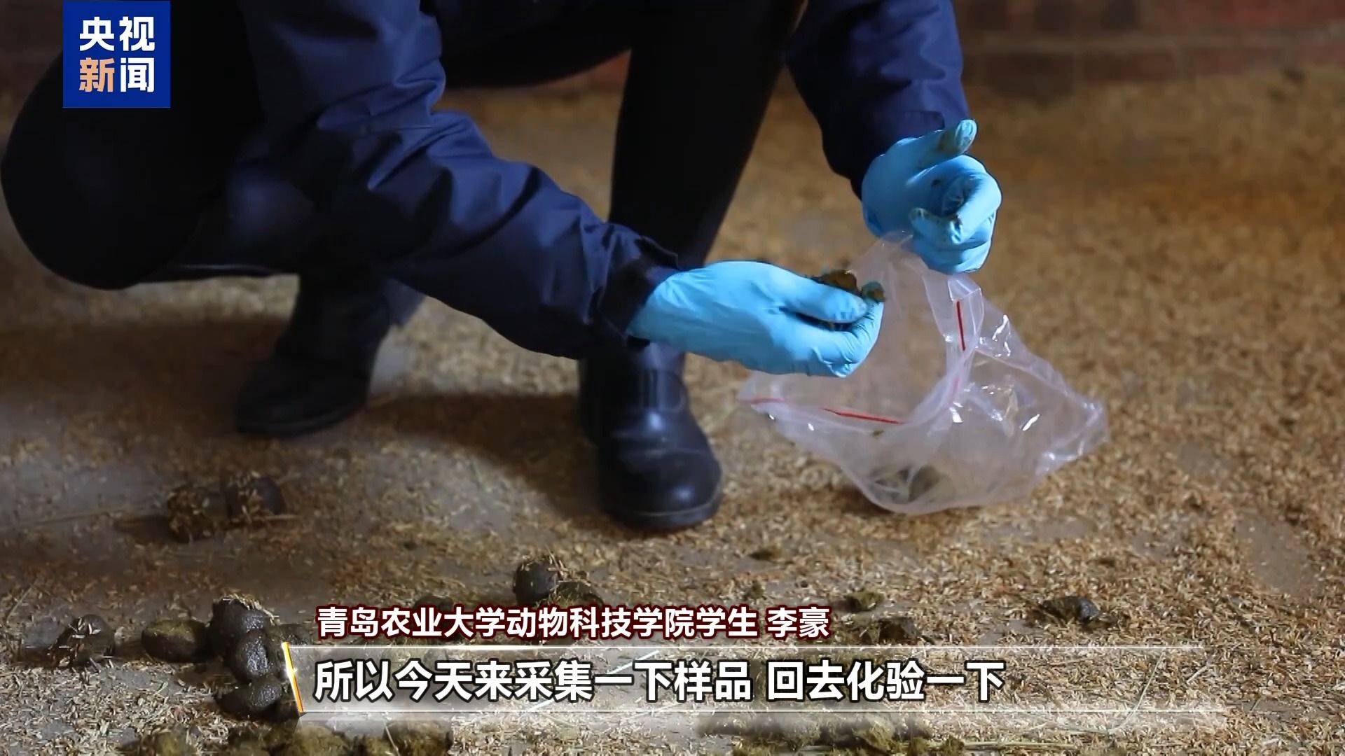 別人家的大學！青島高校開設“騎馬養馬”專業