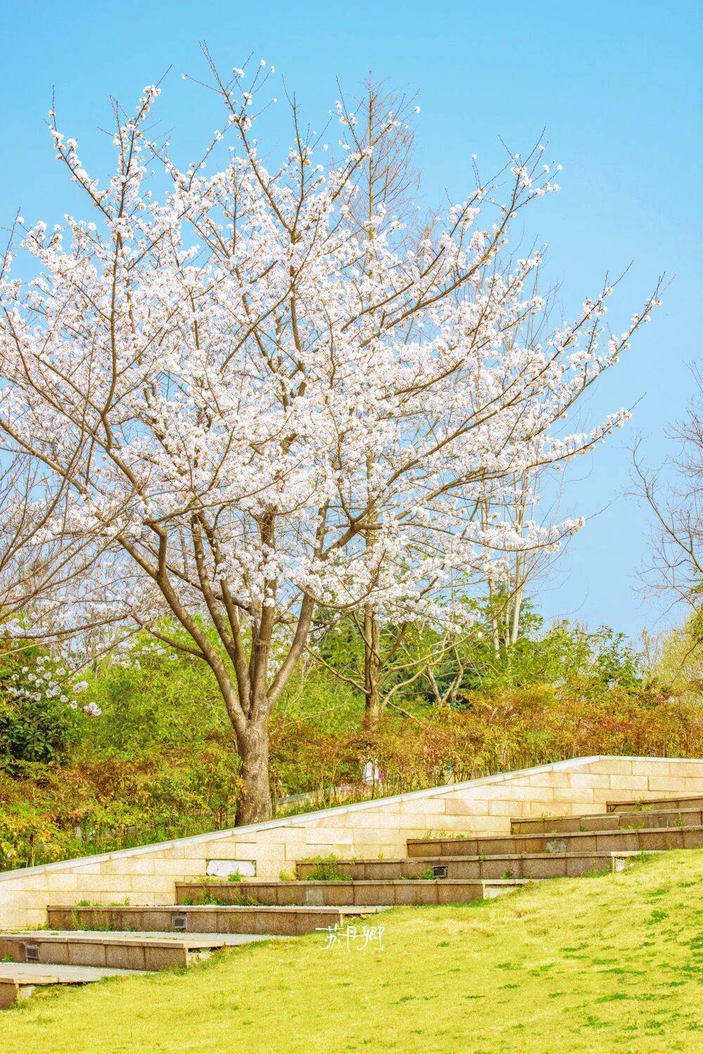 原創武漢賞櫻攻略請收藏！除了武大和東湖，還有這些免費打卡地哦