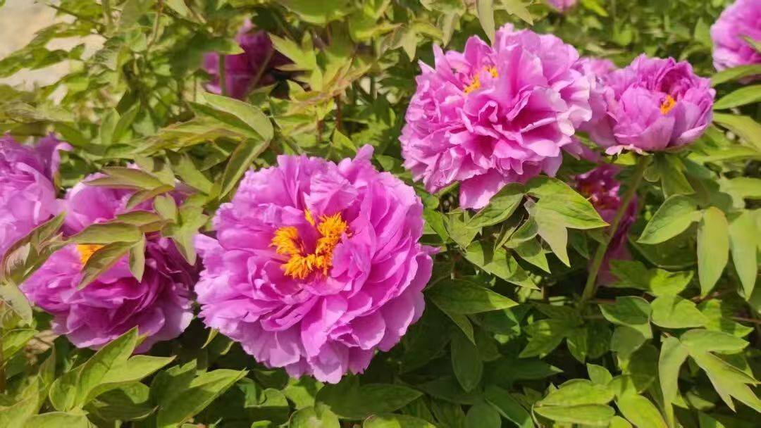 收藏這份鄭州賞花攻略，把整個春天裝進眼裡