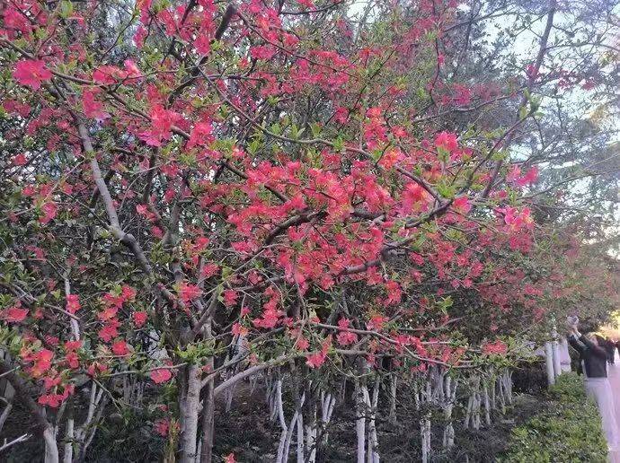 收藏這份鄭州賞花攻略，把整個春天裝進眼裡