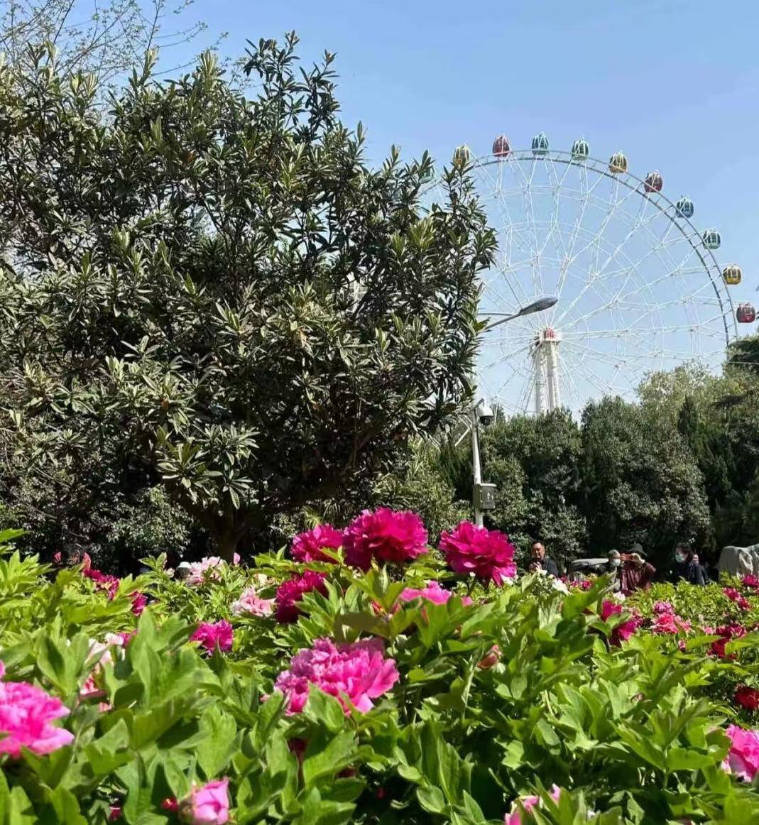 收藏這份鄭州賞花攻略，把整個春天裝進眼裡