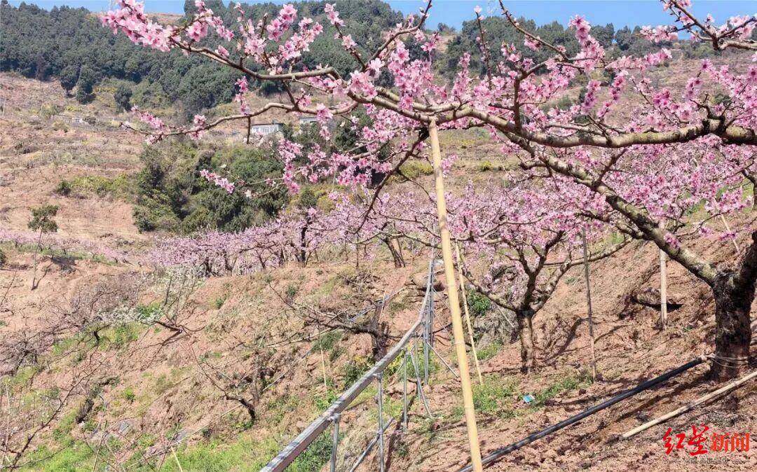 2分鐘“走”完1小時山路，龍泉山水蜜桃將坐上“空中快遞”