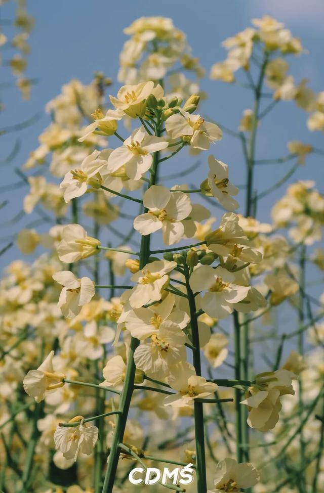 收藏！新津美食地圖更新了