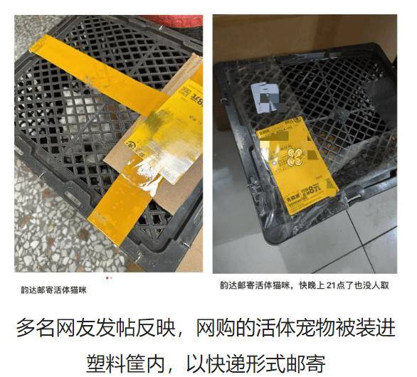 快遞面單上沒寫“這是生命”：青島膠州，一場400只幼犬無法抵達的運輸