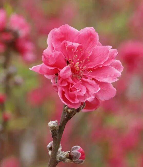 收藏！泉州春日賞花去哪裡？花期+地址全攻略