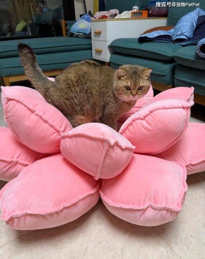 原創花重金買蓮花座貓窩，貓咪卻死活不肯上去：還不如快遞紙箱呢！