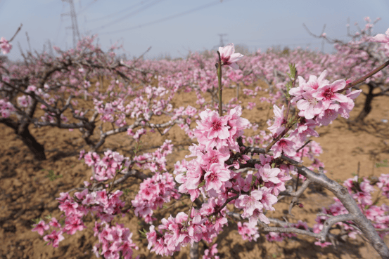 花開泰山區，春色入畫來一鍵收藏最美花海