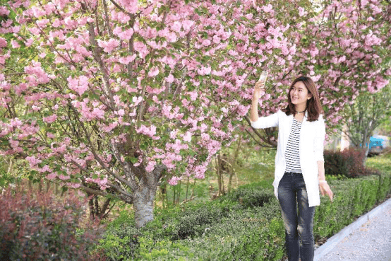 花開泰山區，春色入畫來一鍵收藏最美花海