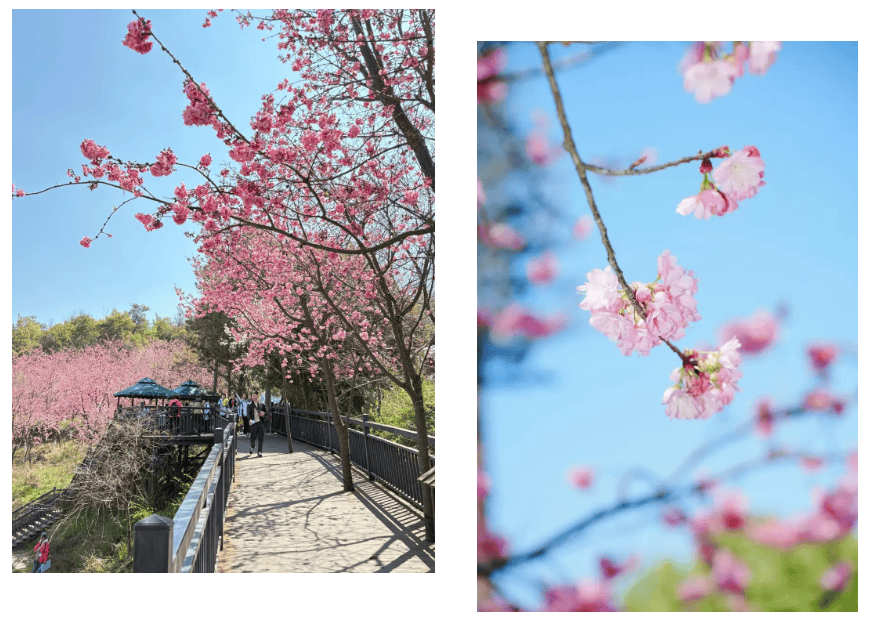 湄公河旅遊春日賞花地圖 | 把時光浪費在花事裡，剛剛好~