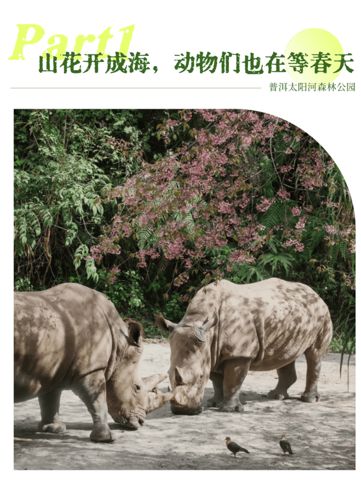 湄公河旅遊春日賞花地圖 | 把時光浪費在花事裡，剛剛好~