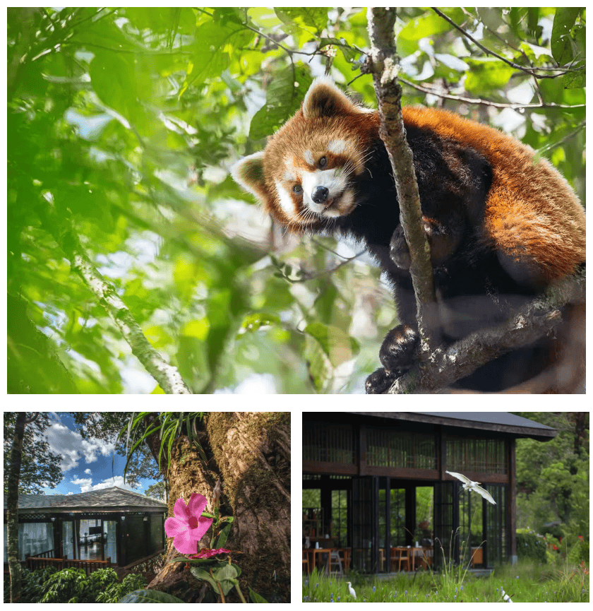 湄公河旅遊春日賞花地圖 | 把時光浪費在花事裡，剛剛好~