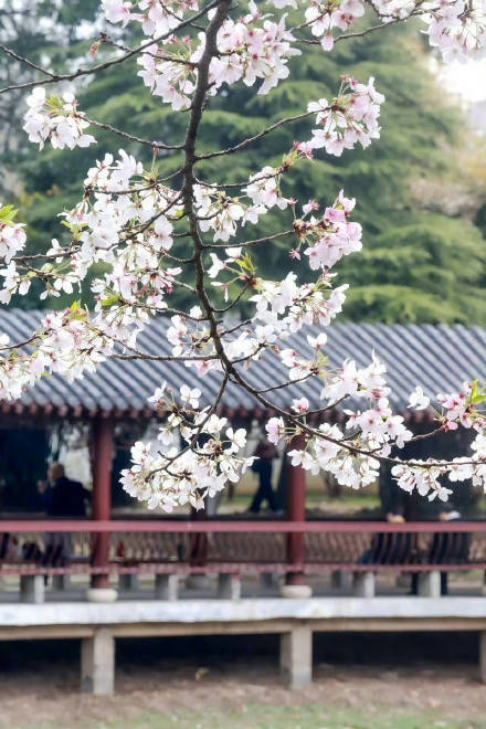 收藏轉發！春天就是要到花海里去