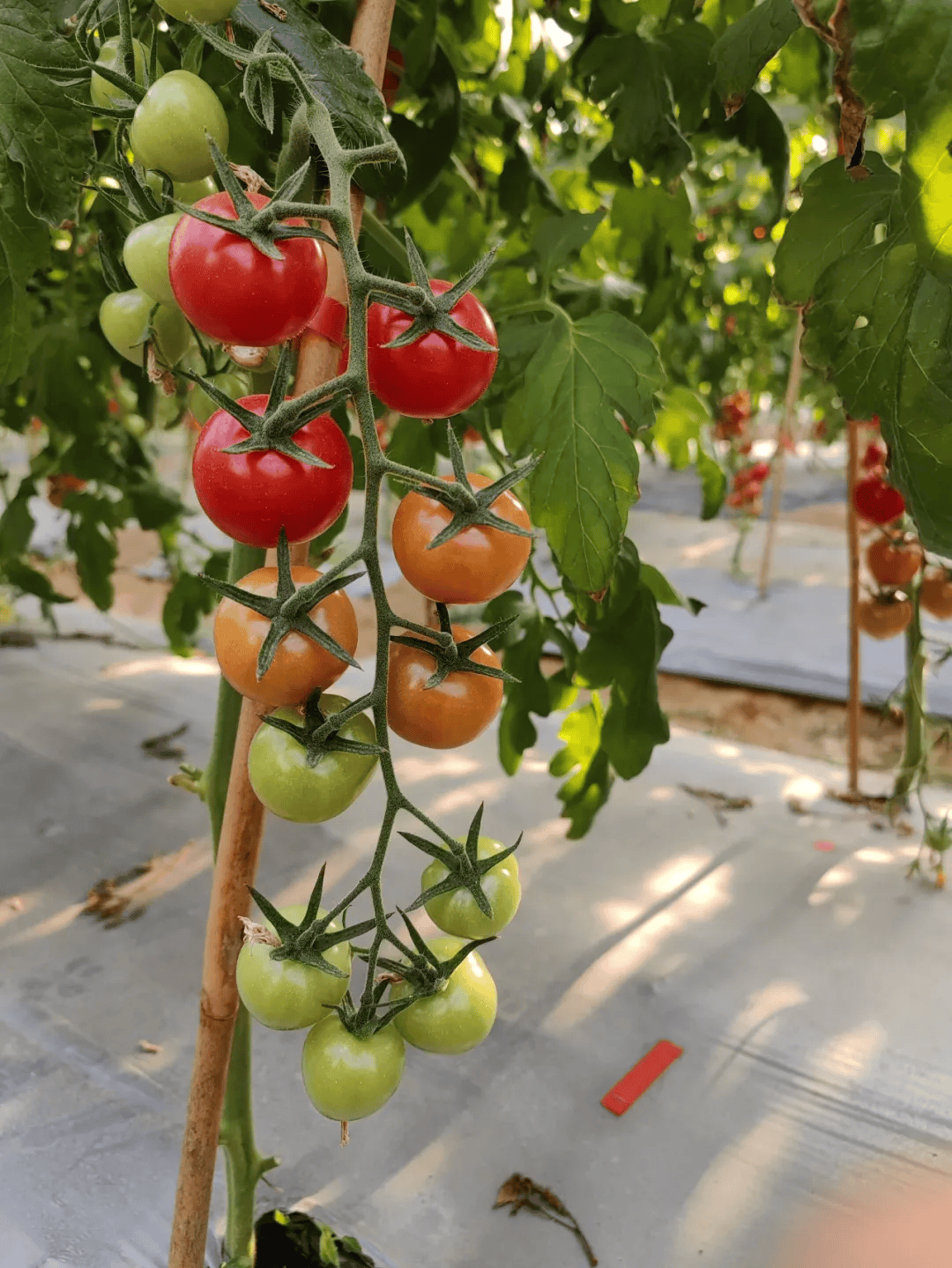 別再去人擠人的景區了！廈門這個寶藏地才是春天的正確開啟方式！古風拍照+親子農耕+知青懷舊，趕緊收藏！