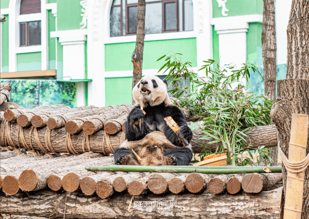 清明小長假跟著雙層巴士去“追春”｜踏青線路已做好，請收藏→