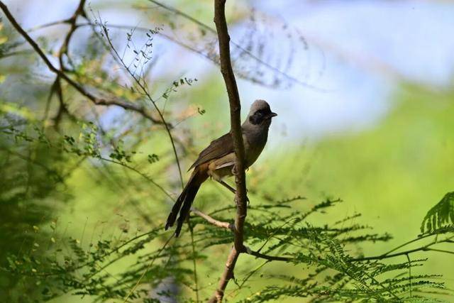 聽，深圳大學生有一群會唱歌的“鄰居”