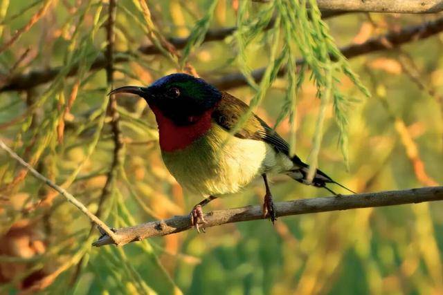 聽，深圳大學生有一群會唱歌的“鄰居”