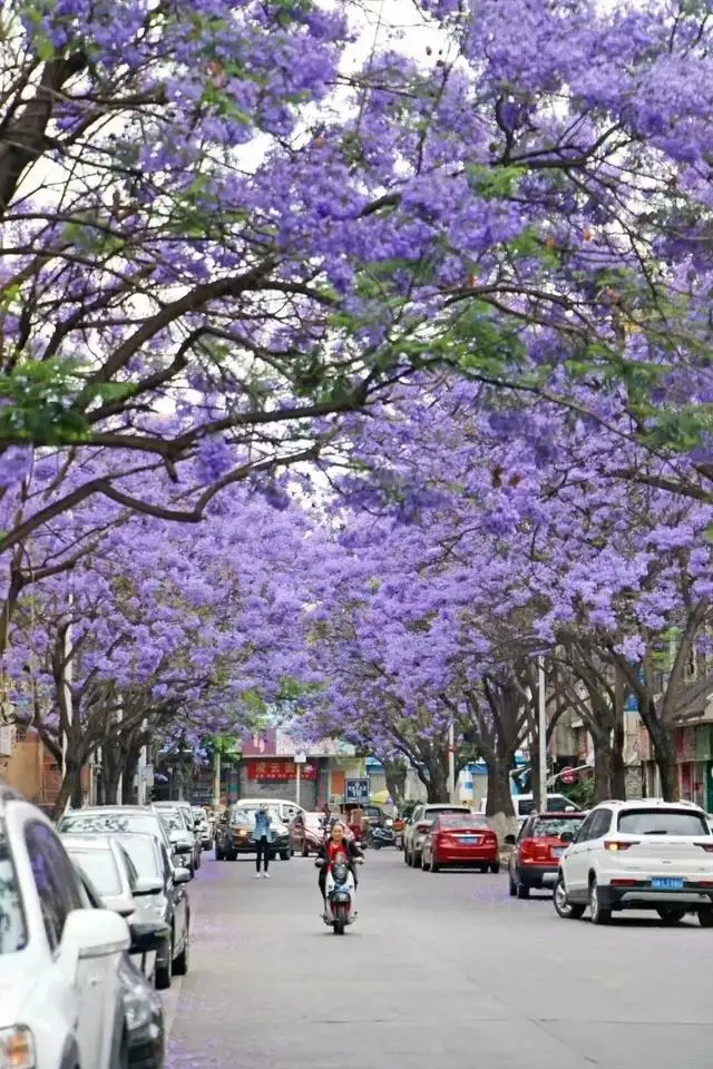 比大理浪漫！比昆明更近！高鐵直達陽光小城，2萬株藍花楹美瘋！觀海登山，美食吃到爽！