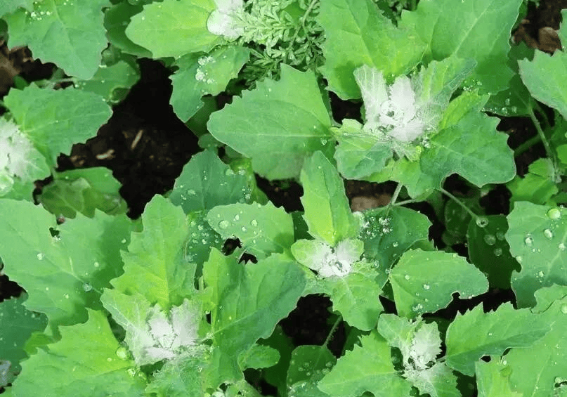 原創春天必吃的 8 種野菜，鮮掉眉毛的春日限定美食，你吃過幾種？