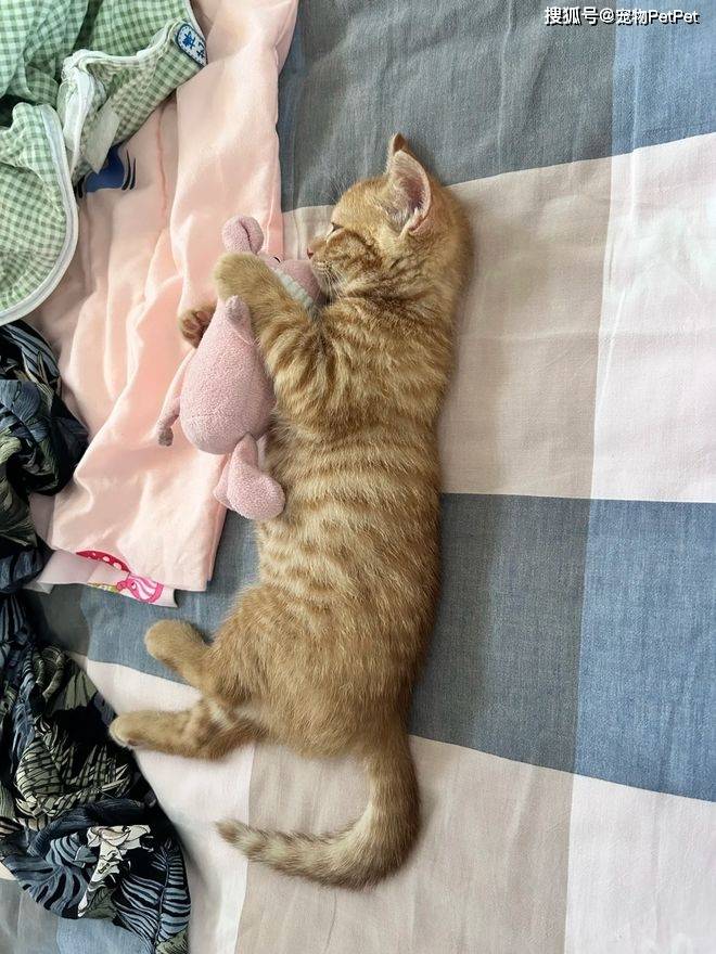 原創貓的誘惑有多大？租房不讓養貓，靠一張貓咪照片搞定房東！