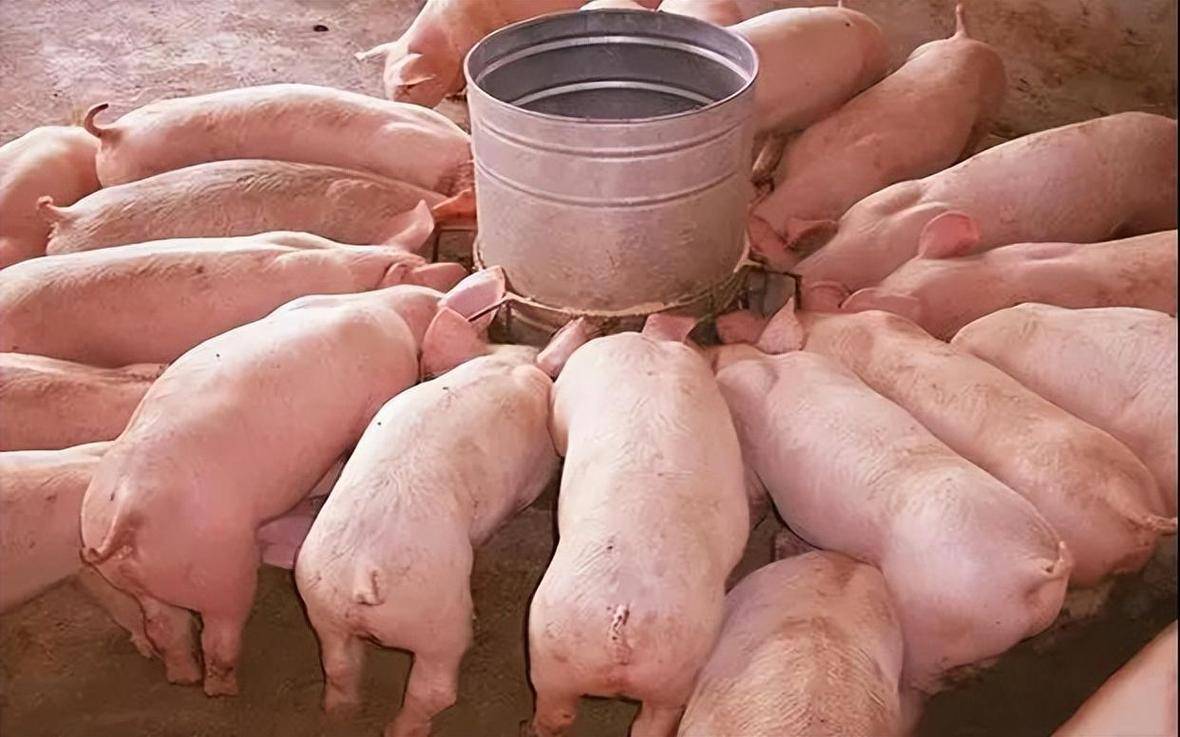育肥豬催肥增重的原理，養殖戶乾貨，快收藏！