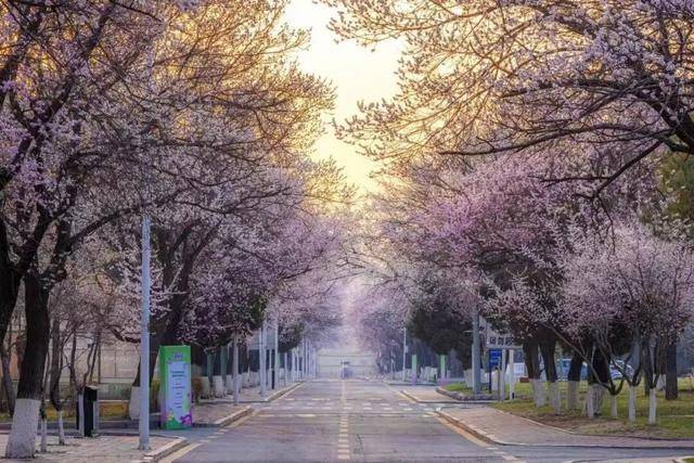 絕美杏花大道上線！拍照點位速速收藏！