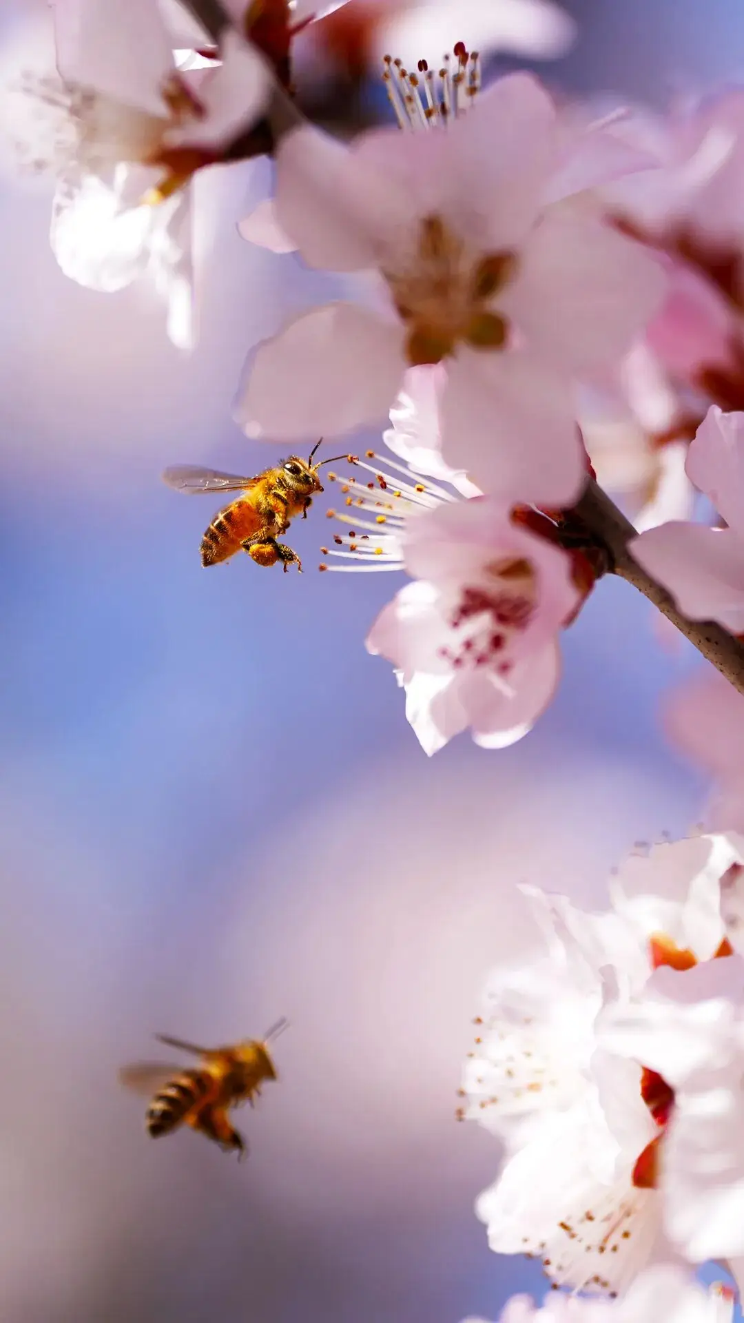 春日限定屏保，轉發收藏→