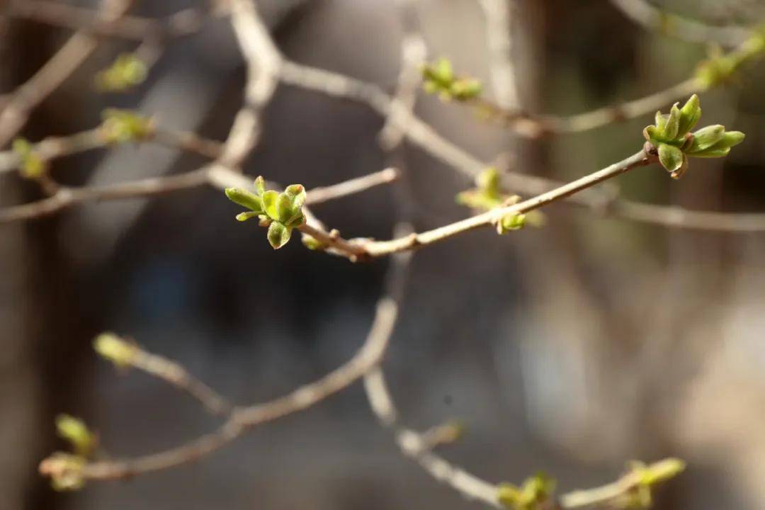 絕了！一直開開開不完！賞花攻略趕緊收藏