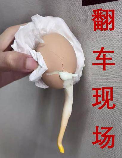 煮蛋也能發論文？全網“最懂雞蛋”的出現了