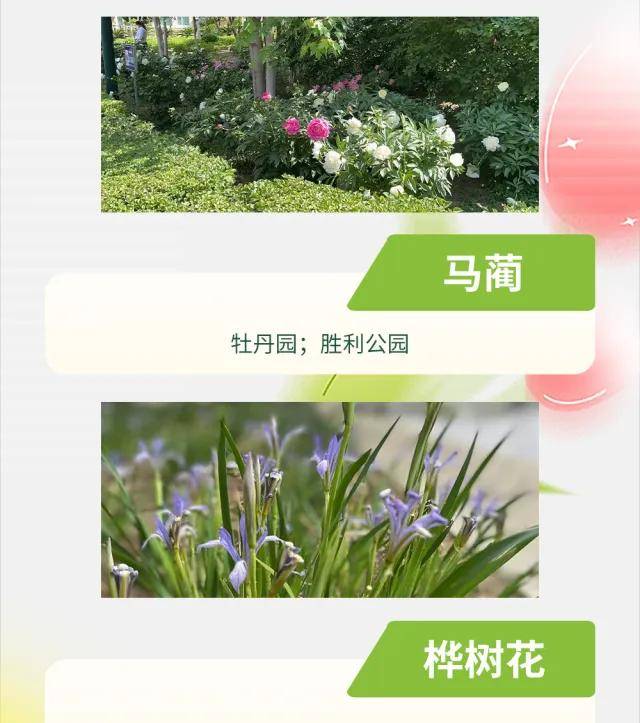 絕了！一直開開開不完！賞花攻略趕緊收藏