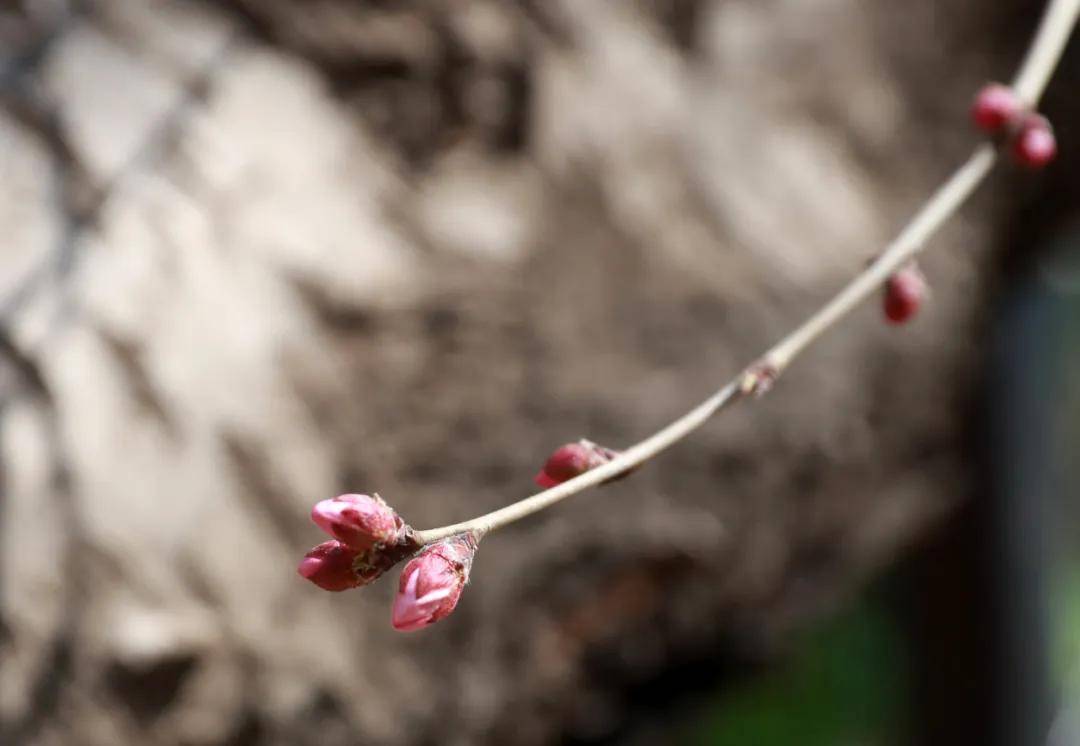 絕了！一直開開開不完！賞花攻略趕緊收藏