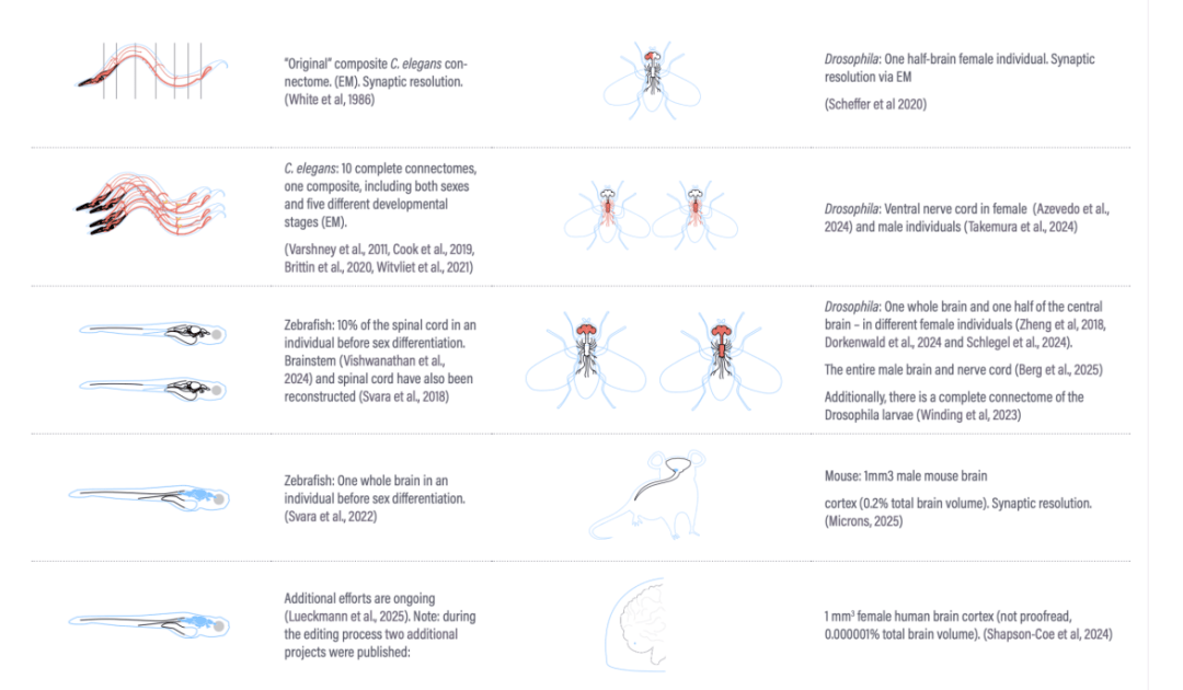 用AI複製人腦可行！MIT論文估算500億美元、10到25年可實現